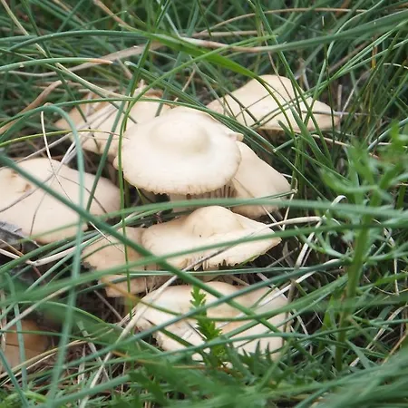 Turisticos Batlle アパート *