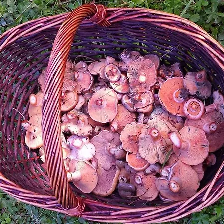 Turisticos Batlle Laspaúles