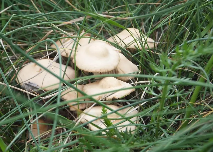 Turisticos Batlle Apartman *