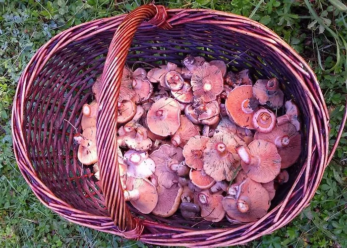 Turisticos Batlle Laspaúles